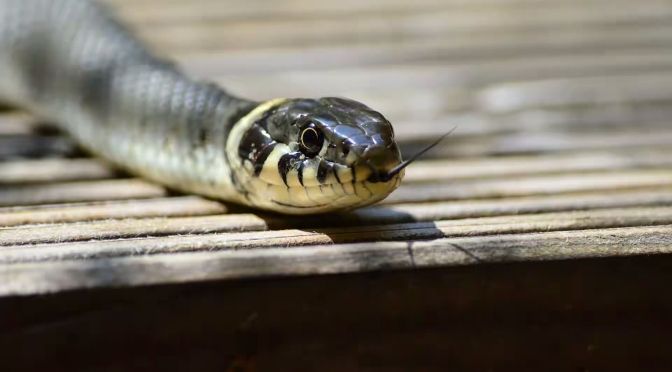 Mysterious snake swallows N36 million at JAMB office